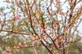 Branches of peach tree in the period of spring flowering Royalty Free Stock Photo