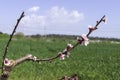 Branches of peach trees with pink flowers close up on a blurred green background Royalty Free Stock Photo