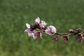 Branches of peach trees with pink flowers close up on a blurred green background Royalty Free Stock Photo