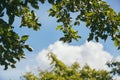 Branches of a pear and apple tree against a blue sky with a fluffy white cloud in the middle Royalty Free Stock Photo