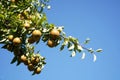 The branches of the pear tree bend under the weight of the many ripe fruits