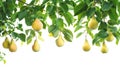 Branches of a pear tree laden with ripe, golden pears, surrounded by lush green leaves, isolated on a white background Royalty Free Stock Photo