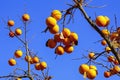 Branches of  persimmon tree with ripe fruit against blue sky Royalty Free Stock Photo