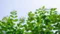 Branches of petite white petals Wrightia flower bud on green leaf backgrounds, fragrant flowering plant blossom in a garden Royalty Free Stock Photo