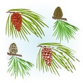 Branches pine and  cones and snow Christmas tree vintage vector illustration editable hand draw Royalty Free Stock Photo