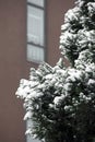 The branches of pine and cypress trees are covered with thick snow.