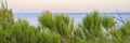 Branches of a pine tree and a blurred horizon of the seascape at dusk . banner. Royalty Free Stock Photo