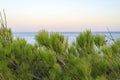 Branches of a pine tree and a blurred horizon of the seascape at dusk. Royalty Free Stock Photo
