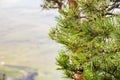 Branches of pine-tree Royalty Free Stock Photo