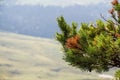 Branches of pine-tree Royalty Free Stock Photo
