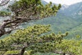 Branches of pine tree and panorama of the surrounding mountains Royalty Free Stock Photo