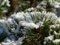 Branches of pine tree with snow.