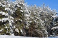 Branches of pine trees are bent under snow. Royalty Free Stock Photo