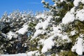 Branches of pine trees are bent under snow Royalty Free Stock Photo