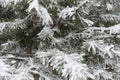 Branches of pines covered with snow Royalty Free Stock Photo