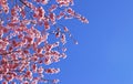 Pink blooming springtime tree, blue sky Royalty Free Stock Photo