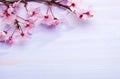 Branches of pink blossom Plums against a light lilac wooden board