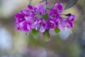 branches with pink delicate spring flowers of fruit tree. Cherry flowering. Delicate artistic photo. Royalty Free Stock Photo