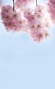 Branches with pink delicate spring flowers of fruit tree. Cherry sakura, flowering. Delicate artistic photo. Royalty Free Stock Photo