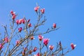 Branches and pink flowers of magnolia tree Magnolia soulangeana against blue sky Royalty Free Stock Photo