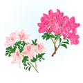 Branches pink flowers rhododendrons mountain shrub on a white background set eight vintage vector illustration editable