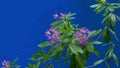 Pink Forest Flowers In Breeze - Bluescreen For Compositing