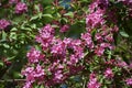 Branches with pink flowers of Weigela florida. Royalty Free Stock Photo