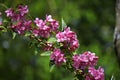 Branches with pink flowers of Weigela florida. Royalty Free Stock Photo