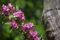 Branches with pink flowers of Weigela florida. Royalty Free Stock Photo