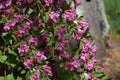 Branches with pink flowers of Weigela florida. Royalty Free Stock Photo