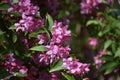 Branches with pink flowers of Weigela florida. Royalty Free Stock Photo