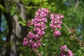 Branches with pink flowers of Weigela florida. Royalty Free Stock Photo