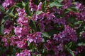 Branches with pink flowers of Weigela florida. Royalty Free Stock Photo