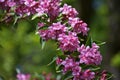 Branches with pink flowers of Weigela florida. Royalty Free Stock Photo