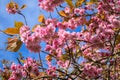 Pink Japanese Cherry Blossoms in The Blue Sky Royalty Free Stock Photo