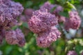 Branches of pink lilac hello spring Royalty Free Stock Photo