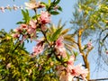 Branches with pink nectarine flowers whith back drop of blue sky. Closeup of a nectarine flower blooming.