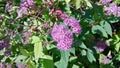 Branches of Pink Spirea flowers