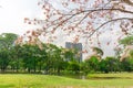 Branches of Pink Trumpet tree or Tabebuia rosea flower blossom and fall on green grass lawn backyard Royalty Free Stock Photo