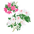 Branches pink and white flowers rhododendrons mountain shrub on a white background set four vintage vector illustration editable Royalty Free Stock Photo