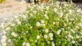 Branches of pink and white petals of Pearly everlasting flower blossom on greenery leaves blurry background Royalty Free Stock Photo