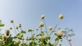 Branches of pink and white petals of Pearly everlasting flower blossom on greenery leaves blurry background Royalty Free Stock Photo