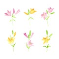 Branches of pink and yellow lily flowers set. Blooming herbaceous plant vector illustration Royalty Free Stock Photo