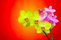 Branches of pink and yellow phalaenopsis orchids on abstract gradient backdrop Royalty Free Stock Photo