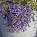 branches of a plant with blue flowers of scaevola nitida descend from a large ceramic pot. Street decoration