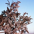 Branches of the plant are covered with shiny transparent ice fro