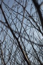 Branches of plants without leaves. Wood details. Bushes against sky