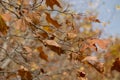 Branches of Platanus hispanica or banana maple with its orange leaves in autumn Royalty Free Stock Photo