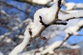 Branches plum tree under snow with sunlight.