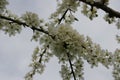 Branches of plums in bloom Royalty Free Stock Photo